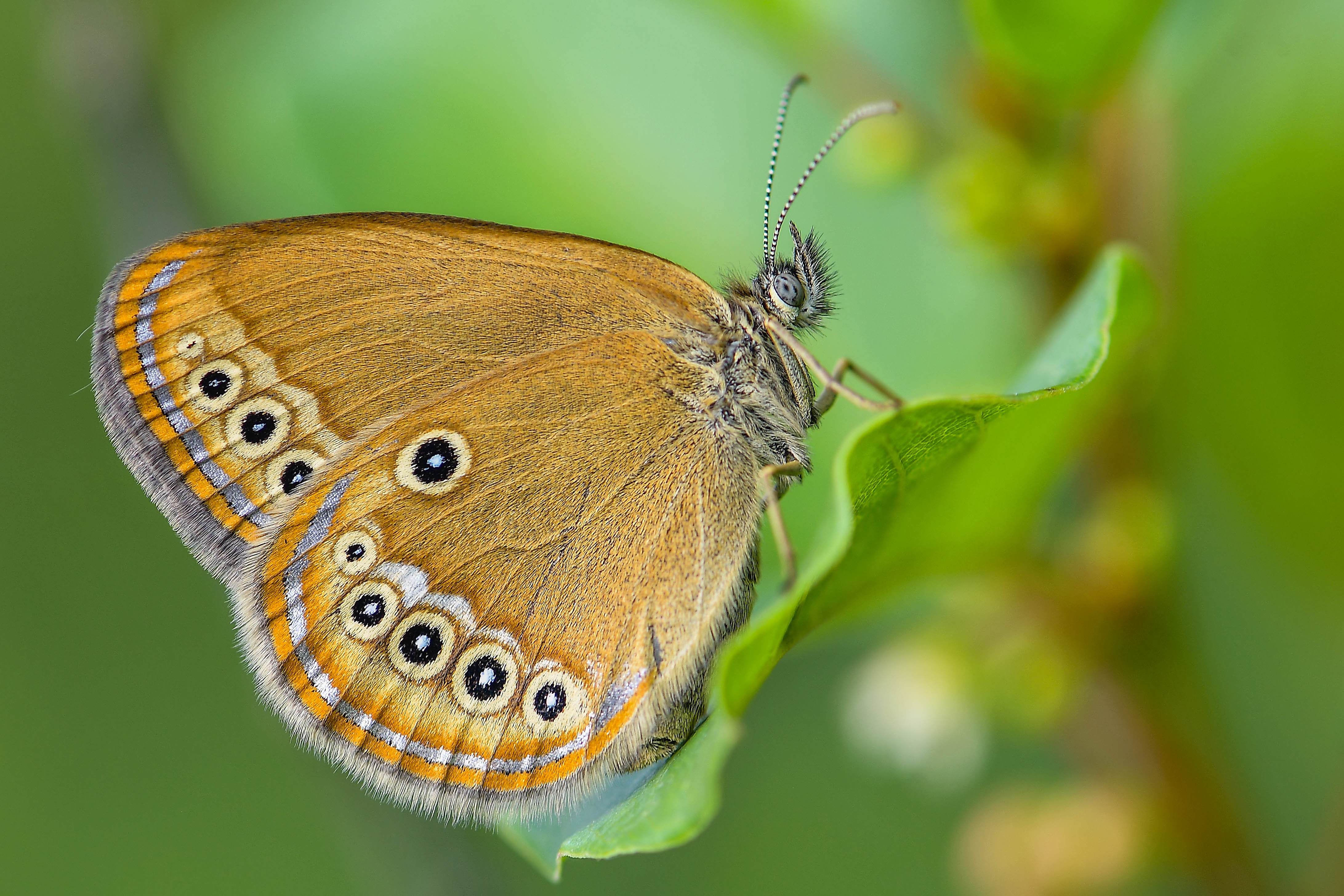 Coenonympha oedippus - ezüstsávos szénalepke