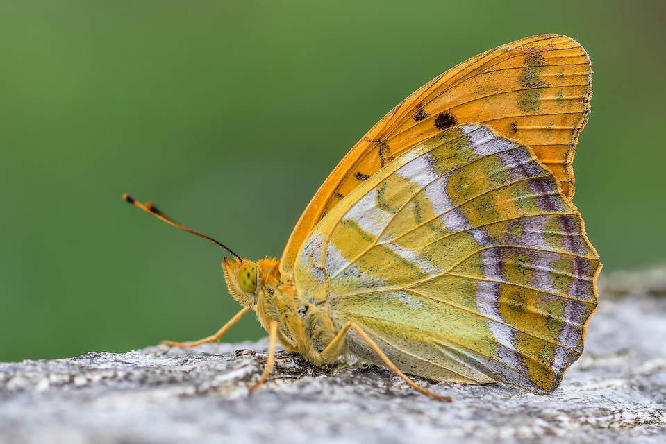 Argynnis paphia - nagy gyöngyházlepke