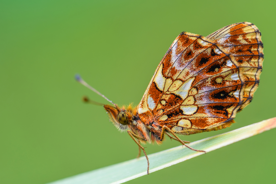 Boloria dia - kis gyöngyházlepke