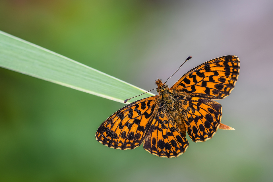 Boloria dia - kis gyöngyházlepke
