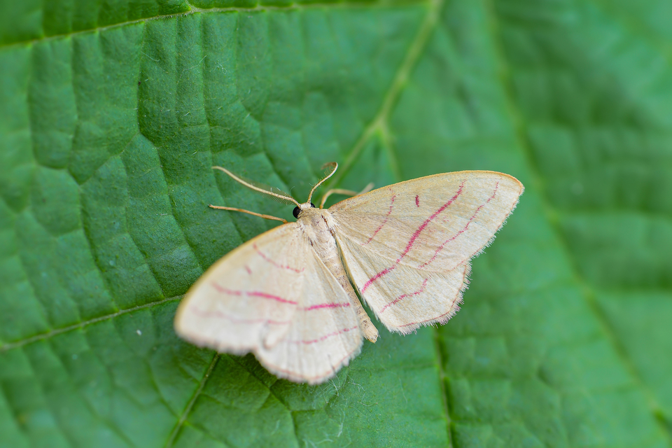 Rhodostrophia vibicaria - pirosszélű araszoló