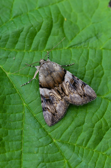 Catocala fulminea - galagonya-övesbagoly