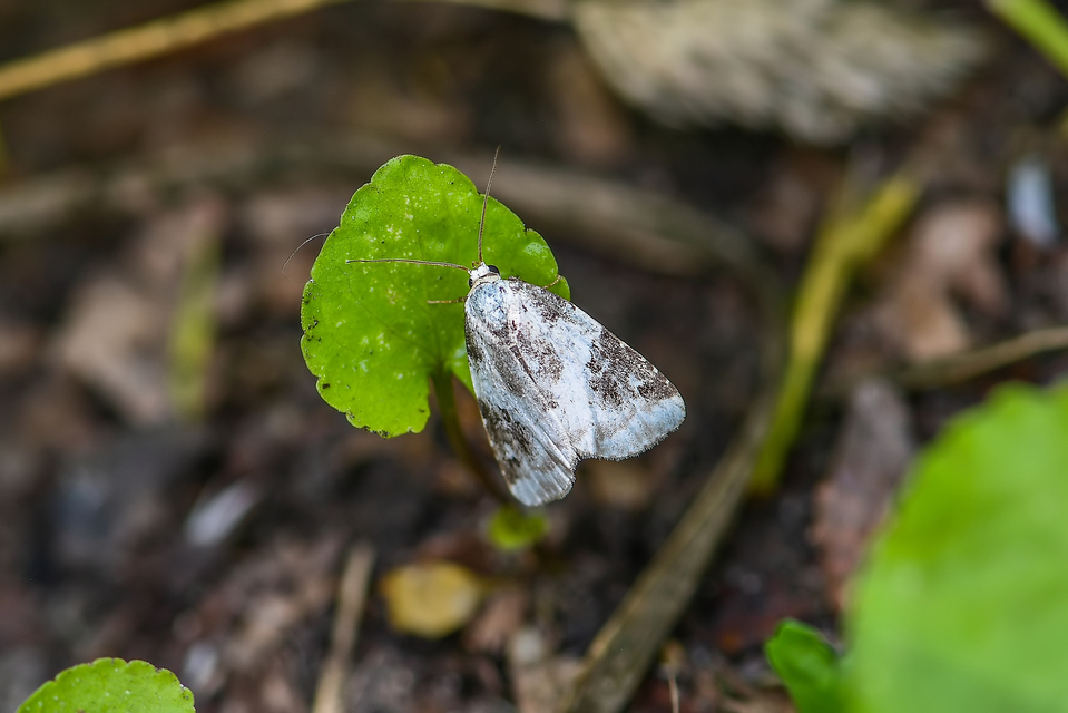 Pseudeustrotia candidula - fehéres apróbagoly