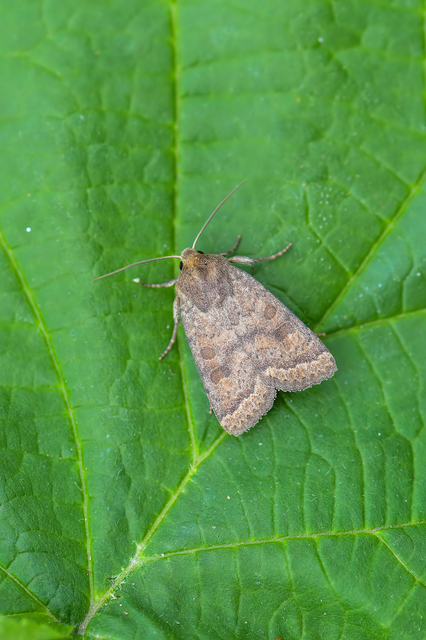 Hoplodrina octogenaria - barna selymesbagoly