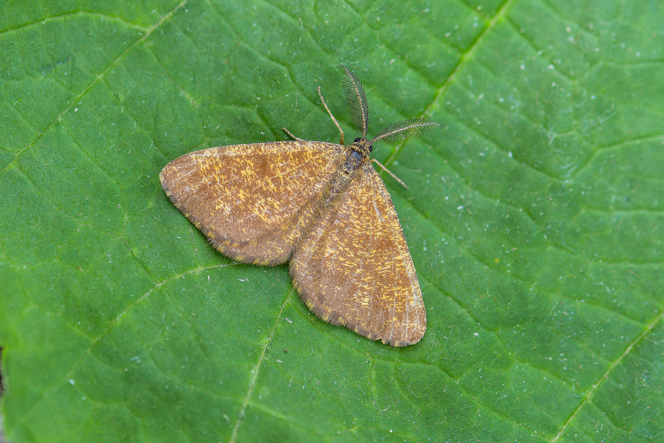 Ematurga atomaria - barna rétiaraszoló