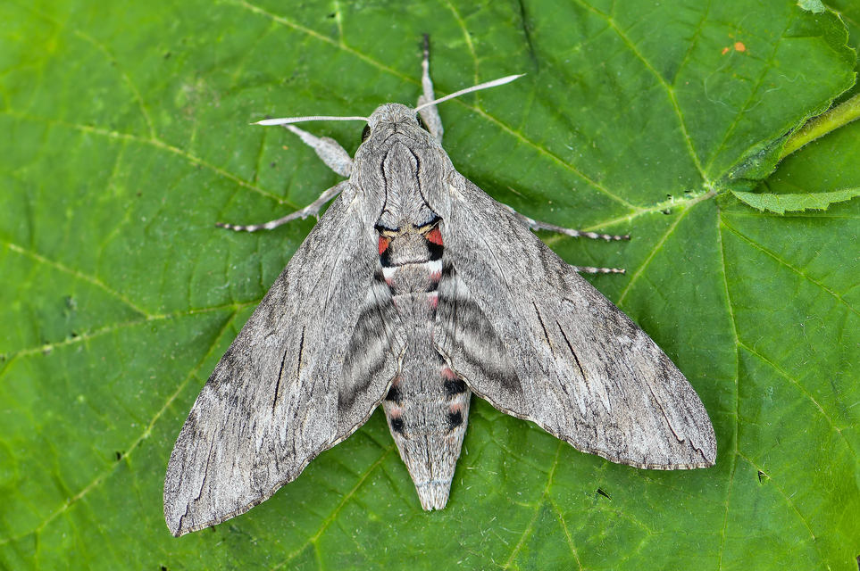 Agrius convolvuli - szulákszender