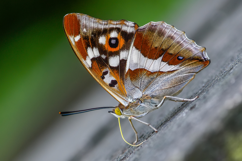 Apatura iris - nagy színjátszólepke
