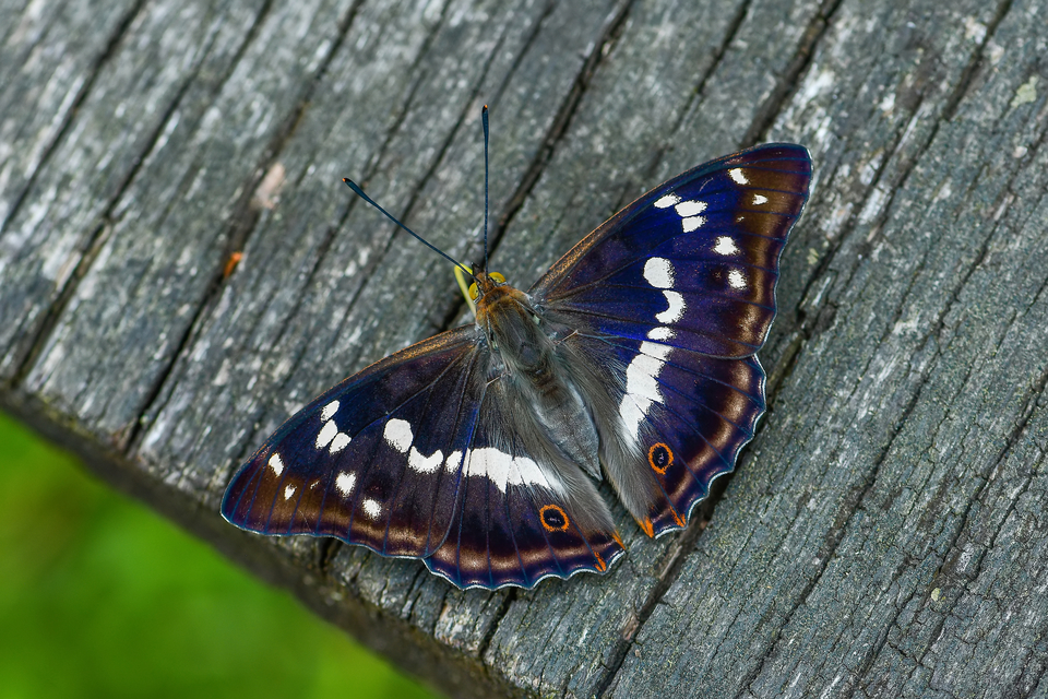 Apatura iris - nagy színjátszólepke