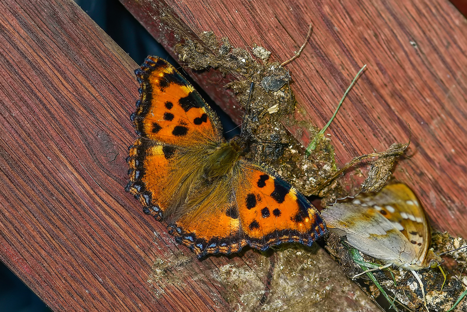 Nymphalis polychloros - nagy rókalepke