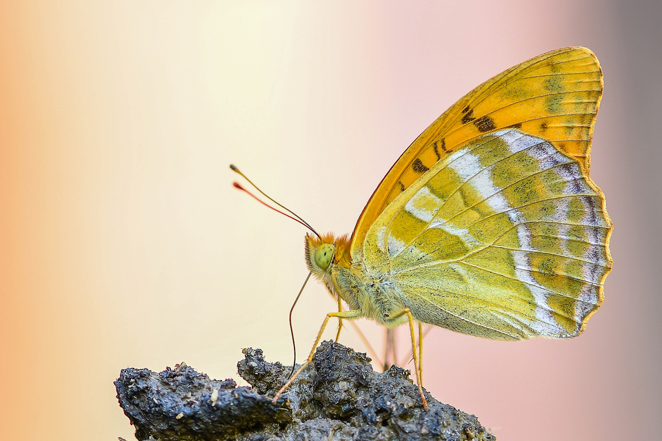 Argynnis paphia - nagy gyöngyházlepke