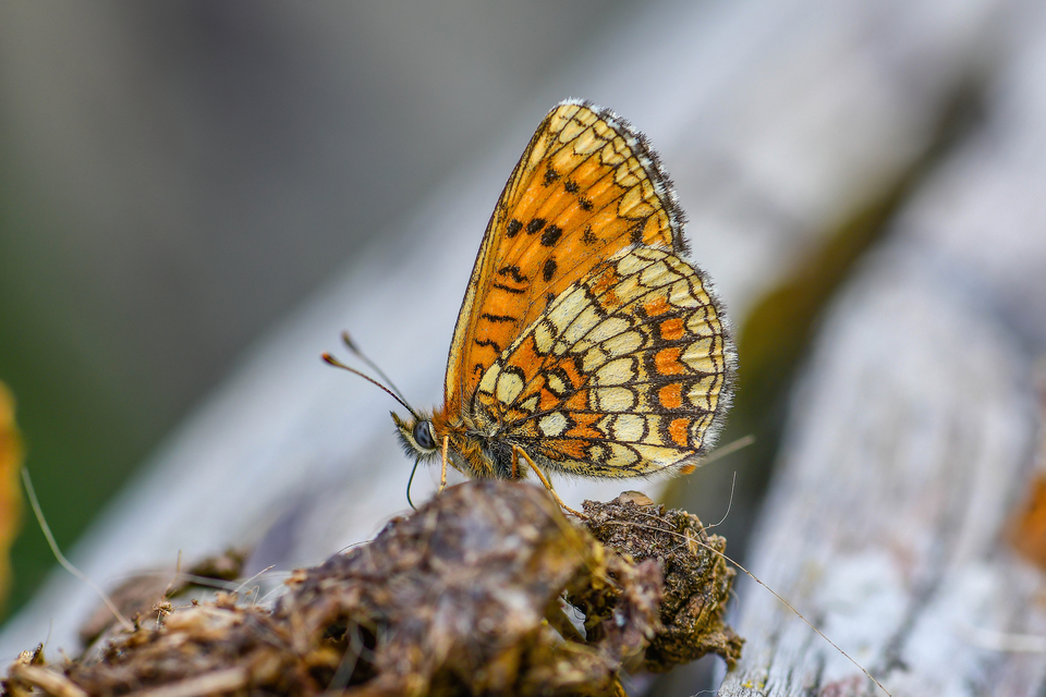 Melitaea athalia - közönséges tarkalepke