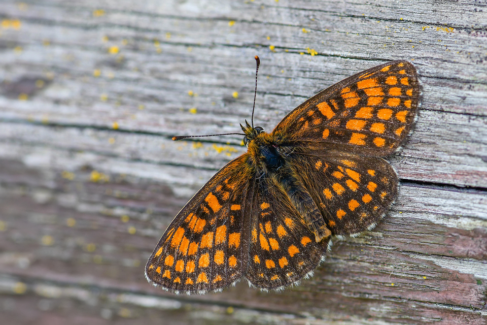 Melitaea athalia - közönséges tarkalepke