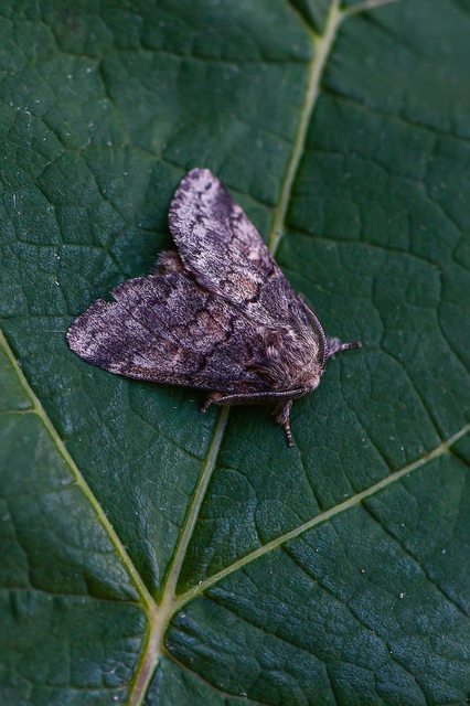 Gluphisia crenata - kormos púposszövő