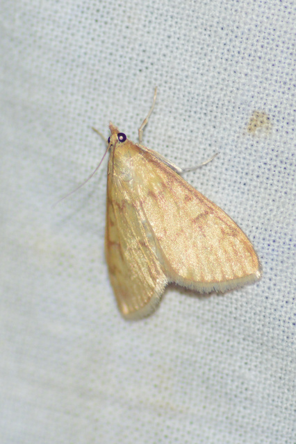 Ostrinia nubilalis - kukoricamoly
