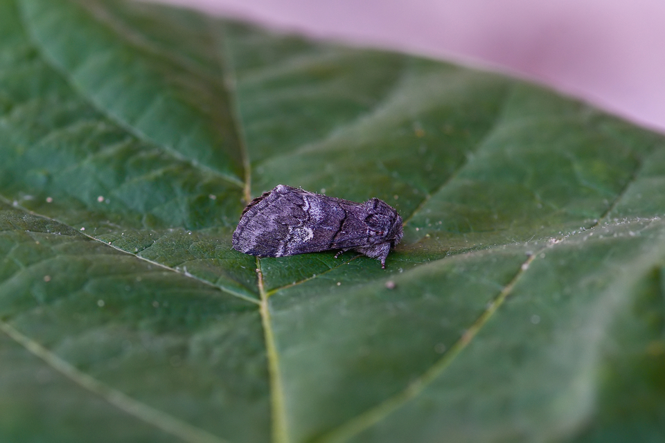 Drymonia querna - tölgyfa-púposszövő