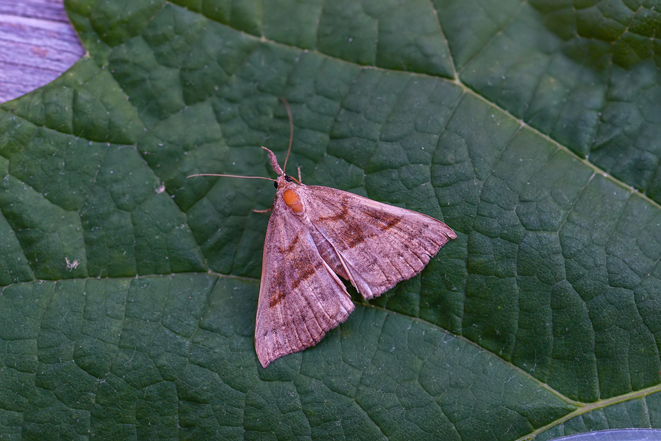 Hypena proboscidalis - ormányos karcsúbagoly