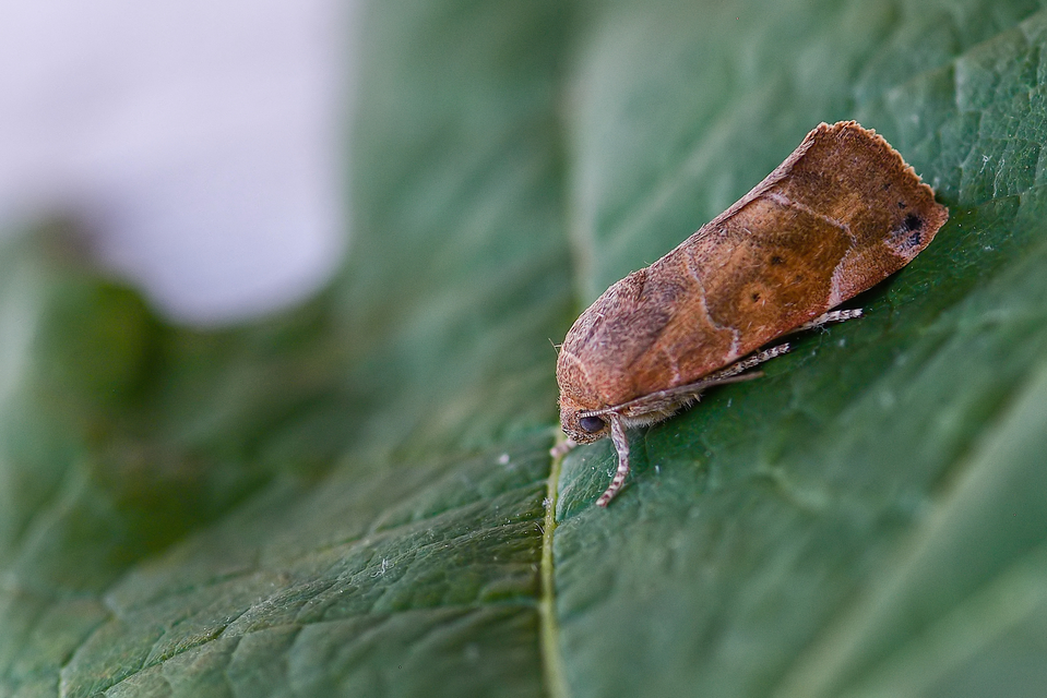 Cosmia affinis - barna lombbagoly