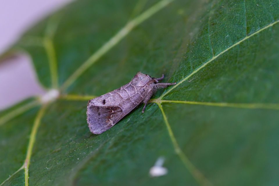 Clostera anachoreta - tarka levélszövő