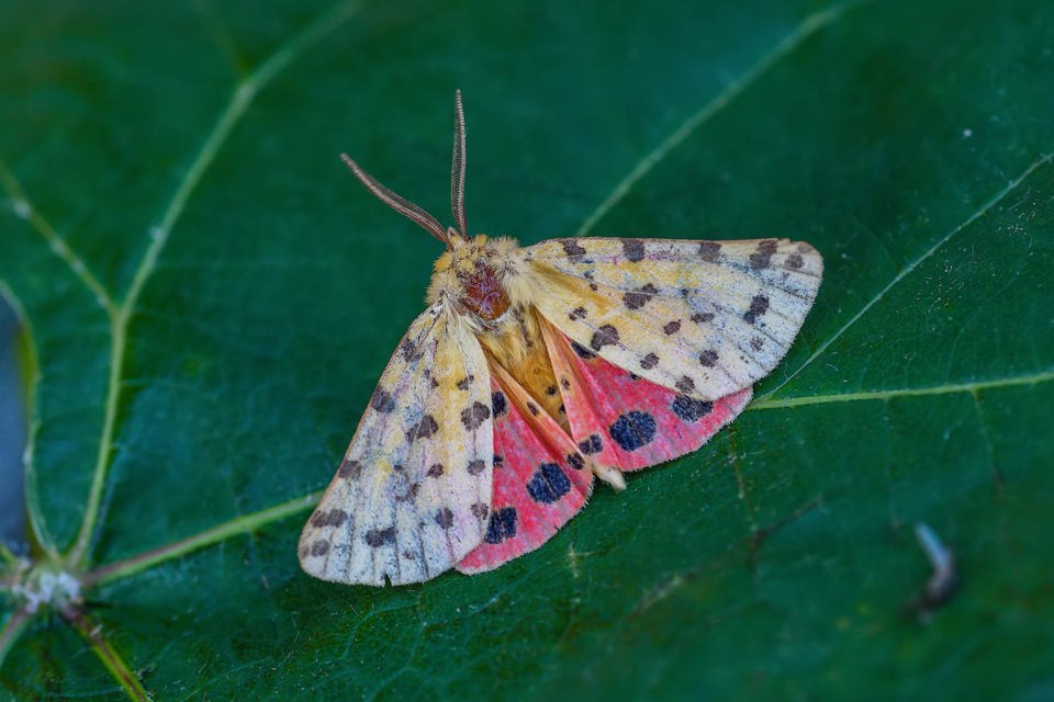 Rhyparia purpurata - bíborszínű medvelepke