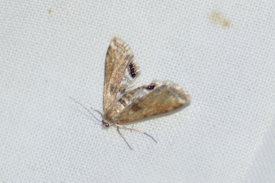Cataclysta lemnata - békalencsemoly