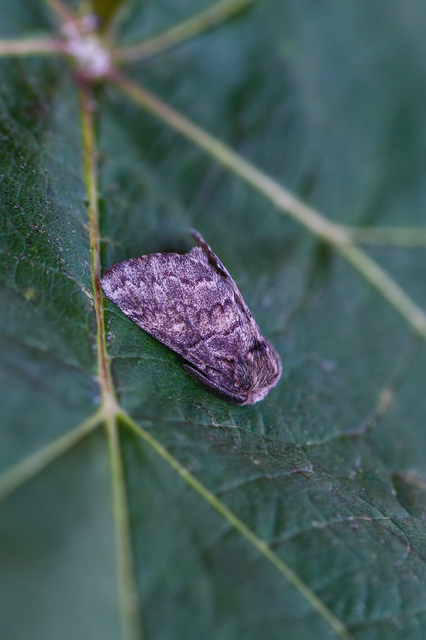 Gluphisia crenata - kormos púposszövő
