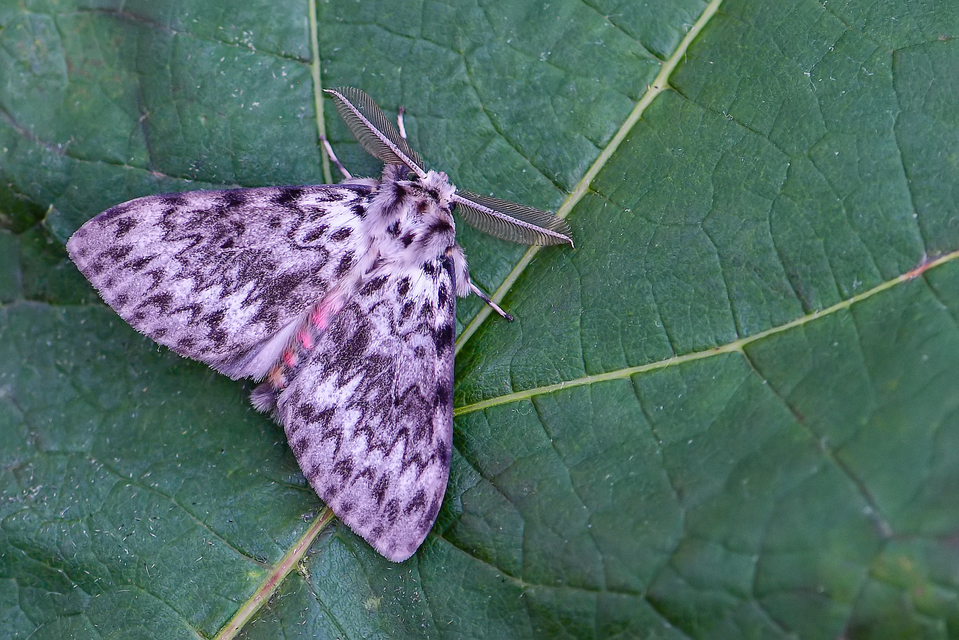 Lymantria monacha - apácalepke