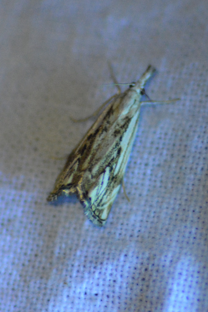 Catoptria falsella - hálós fűgyökérmoly