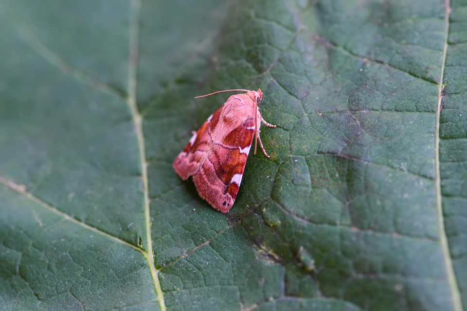 Cosmia diffinis - szilfa-lombbagoly