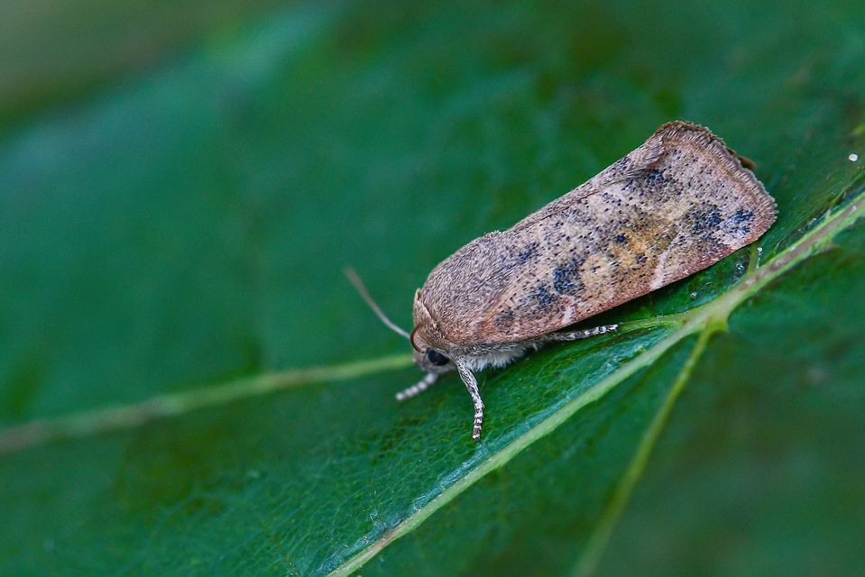 Cosmia affinis - barna lombbagoly