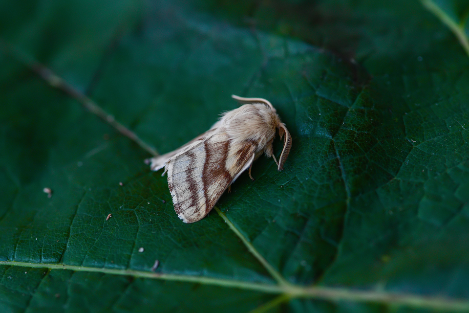 Malacosoma castrensis - kutyatejszövő