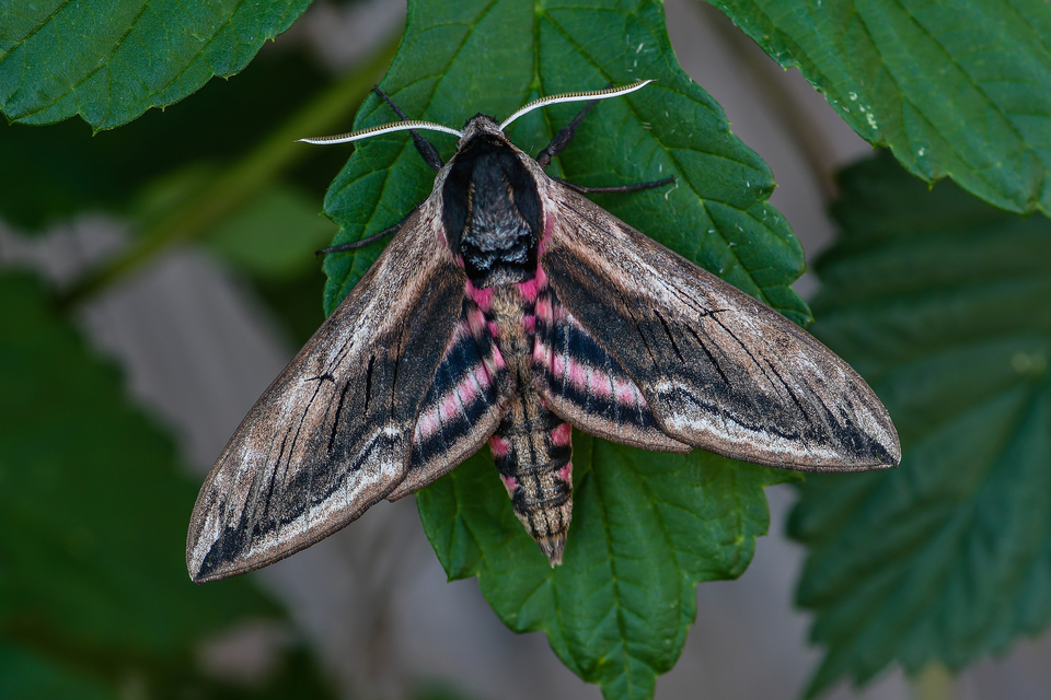 Sphinx ligustri - fagyalszender