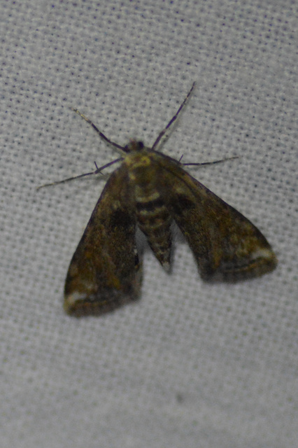 Cataclysta lemnata - békalencsemoly