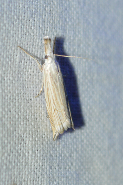 Chrysoteuchia culmella - kerti fűgyökérmoly