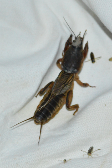 Gryllotalpa