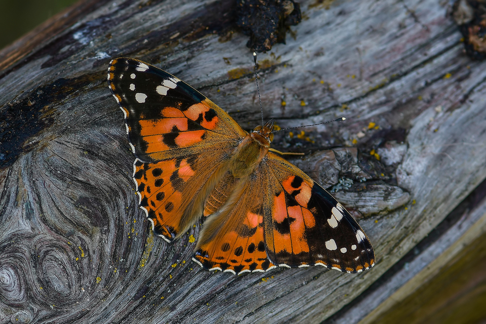 Vanessa cardui - bogáncslepke