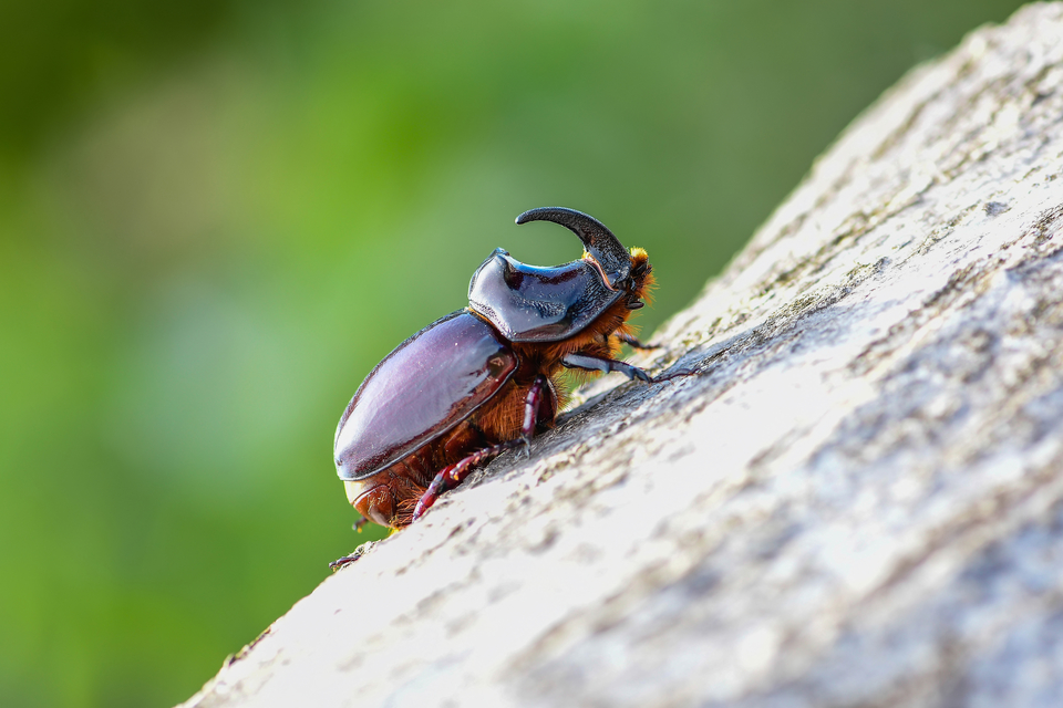 Oryctes nasicornis - orrszarvú bogár