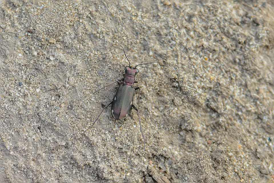 Cylindera germanica - parlagi homokfutrinka