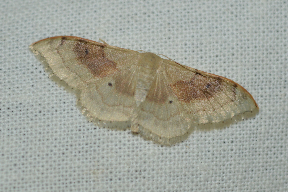 Idaea degeneraria - barnasávos araszoló