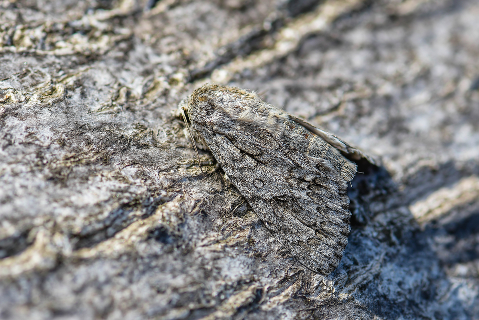 Acronicta aceris - vadgesztenye-szigonyosbagoly