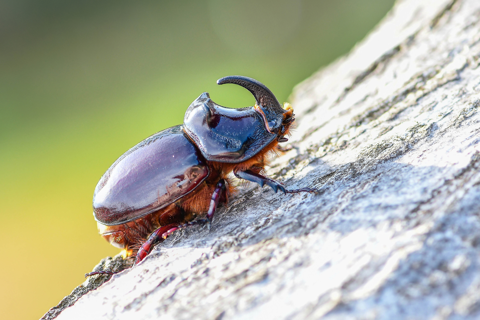 Oryctes nasicornis - orrszarvú bogár