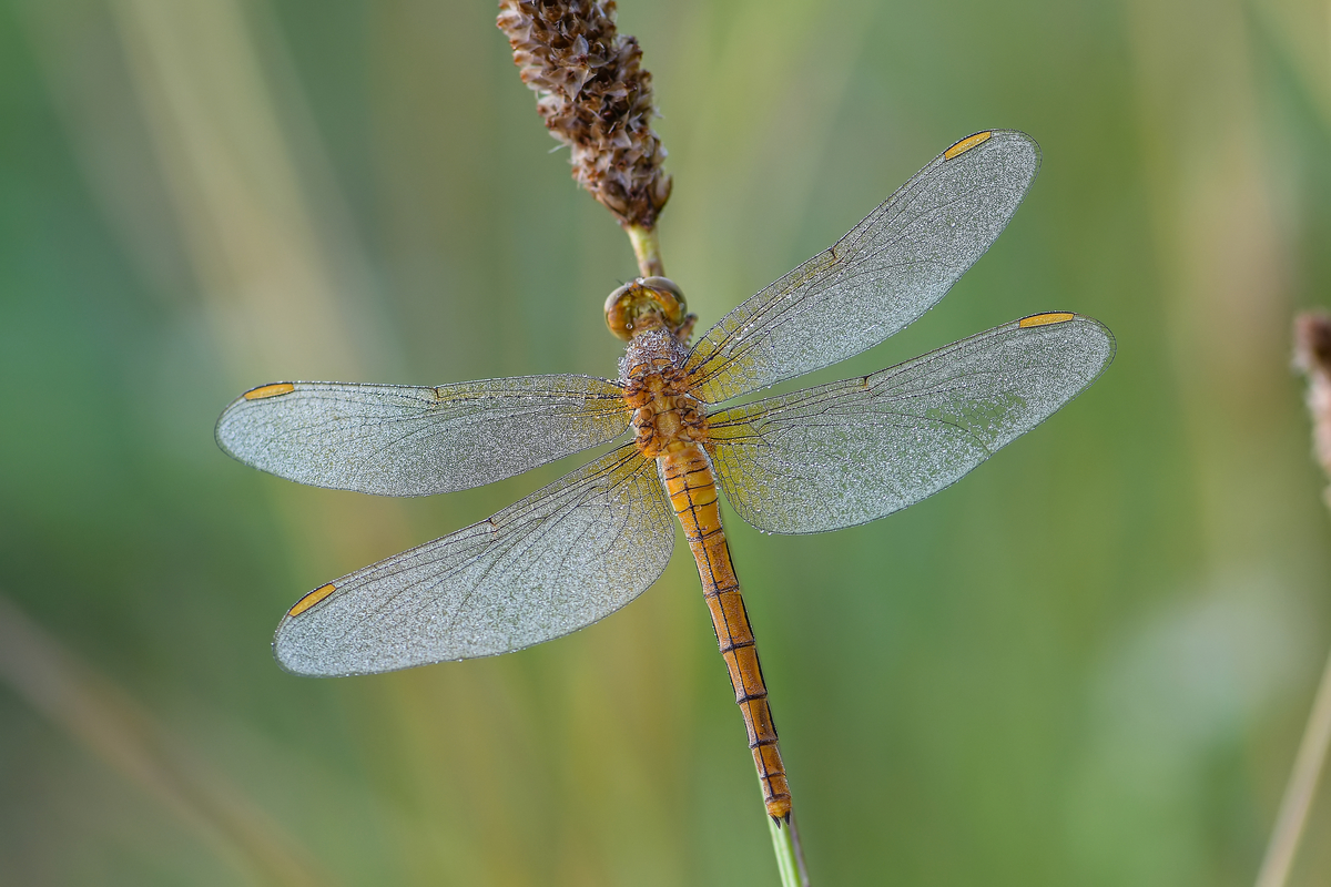 Orthetrum coerulescens - karcsú pásztorszitakötő