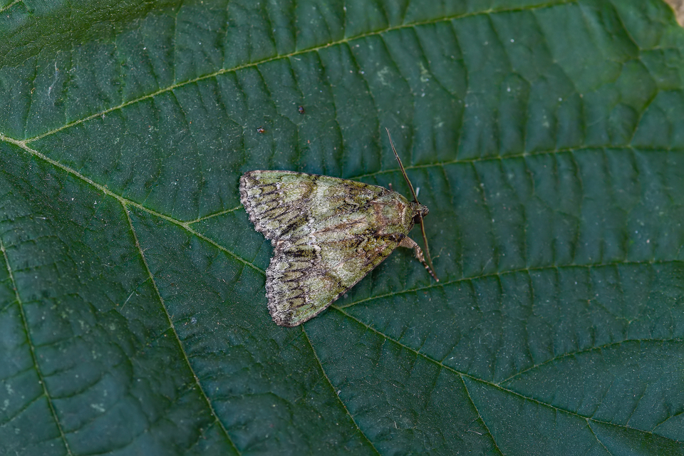 Polyphaenis sericata - selyemfényű erdeibagoly