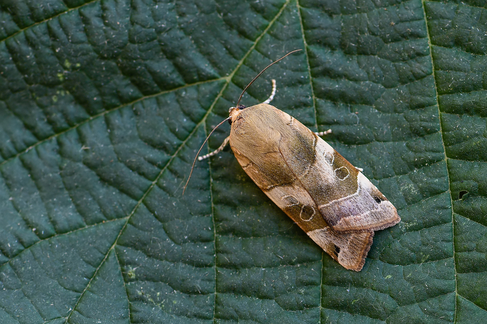 Noctua fimbriata - szélessávú sárgafűbagoly