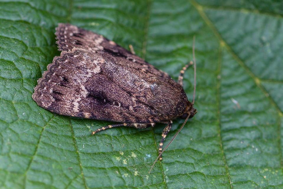 Amphipyra berbera/pyramidea