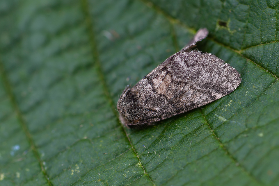 Gluphisia crenata - kormos púposszövő