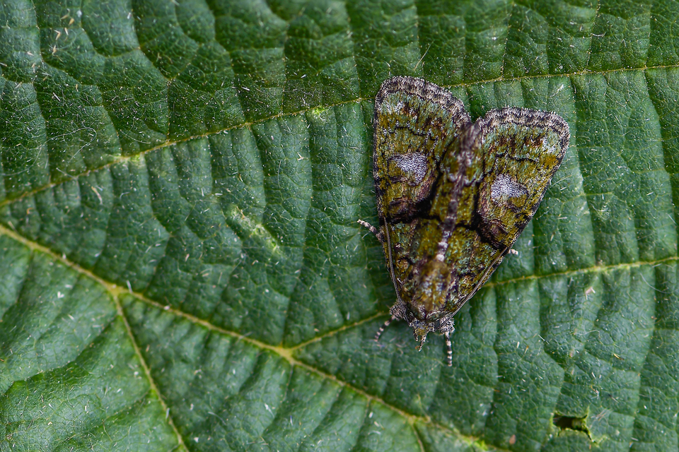 Cryphia algae - sárgászöld zuzmóbagoly
