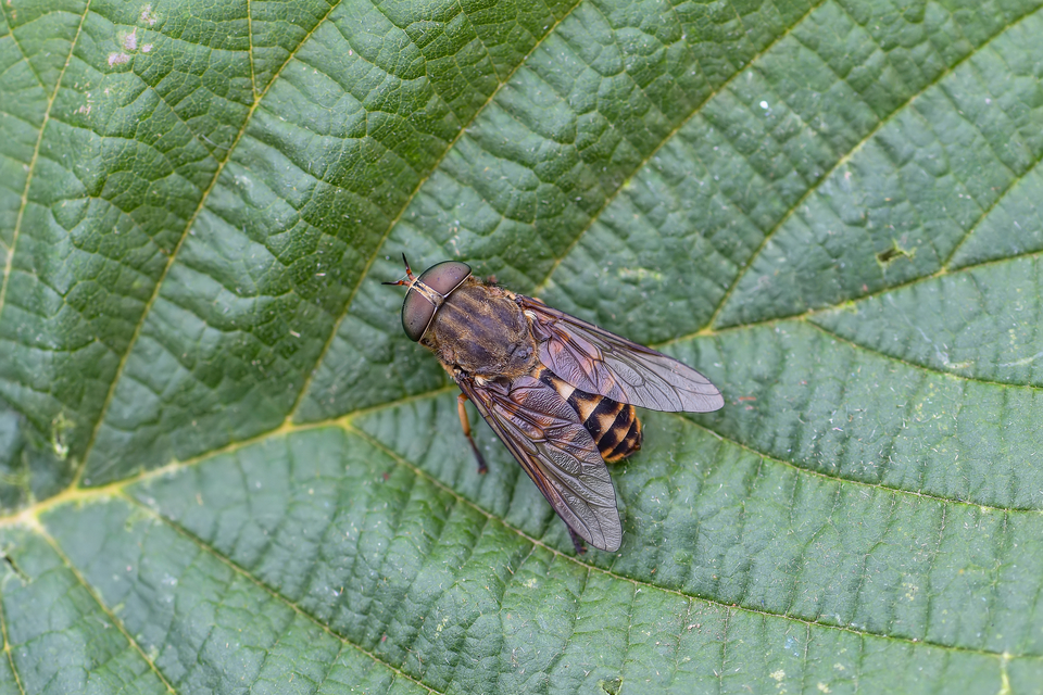 Tabanidae - böglyök