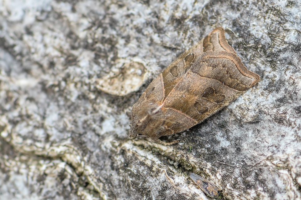 Ipimorpha retusa - sarlós fűzbagoly