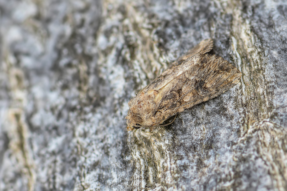Hadula trifolii - lóherebagoly Hadula trifolii - lóherebagoly