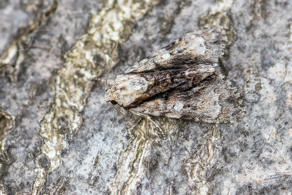 Acronicta alni - éger-szigonyosbagoly